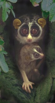 Nocturnal Primate Picture